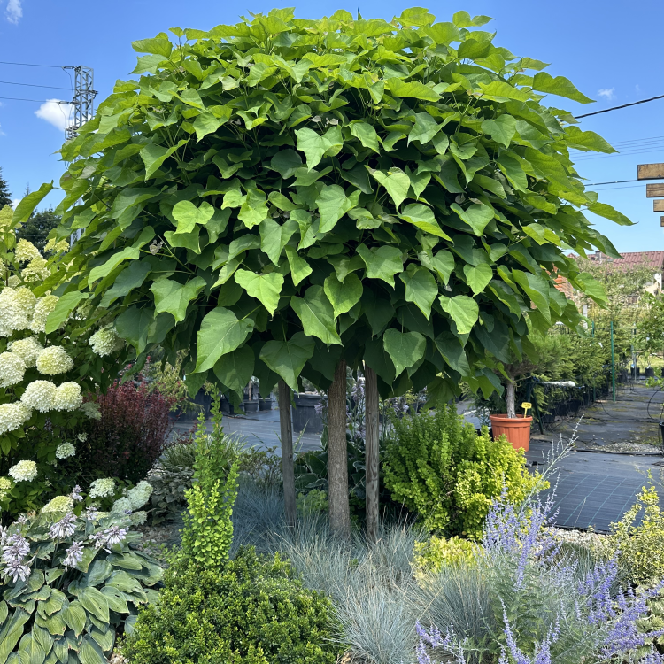 Katalpa bignóniovitá ( Catalpa bignonioides ) ´NANA´- výška 150-200 cm, obvod kmeňa 8/10 cm, kont. C15L